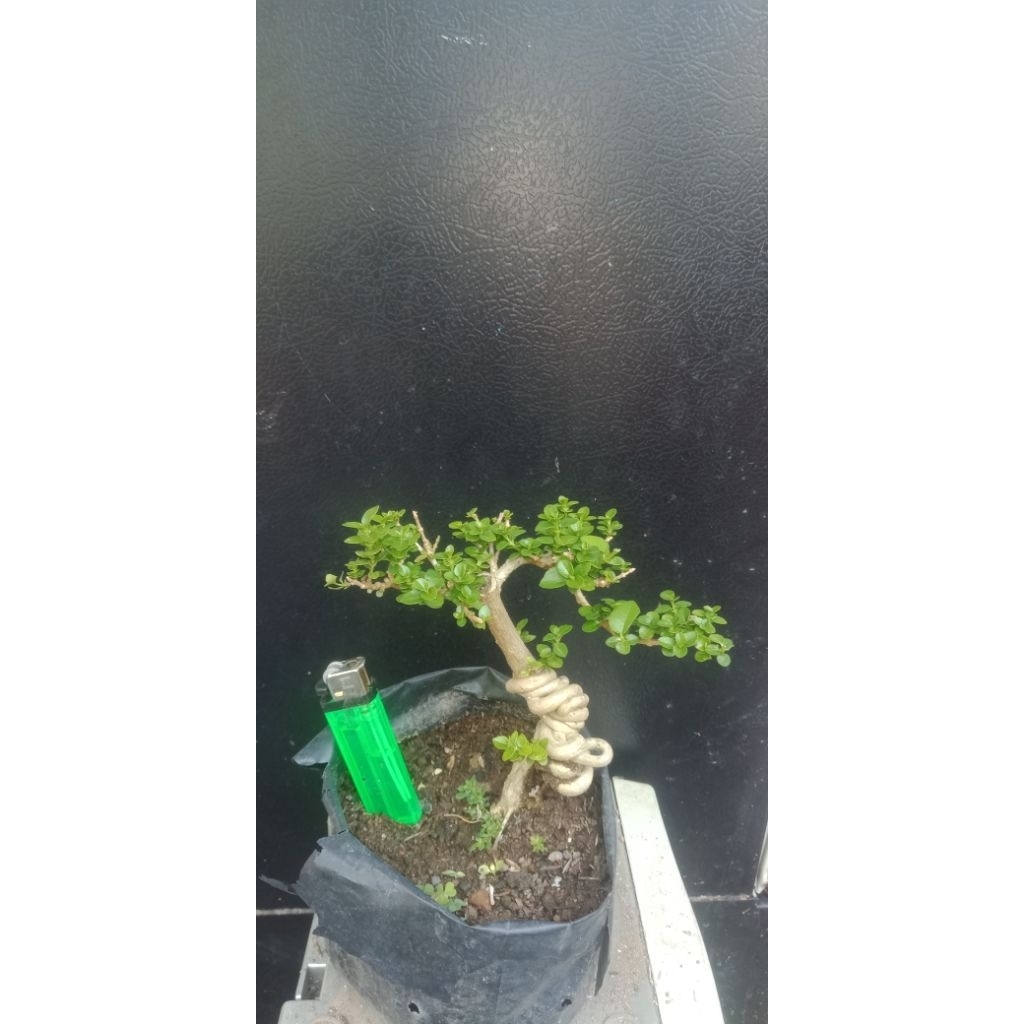bonsai sancang siap pajang