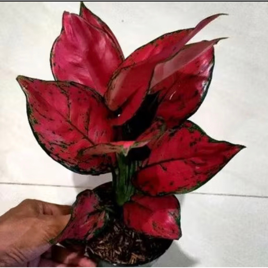 PROMO Tanaman Hias Aglonema Red Anjamani-Aglonema-Tanaman Hias Aglonema-Aglonema Red Anjamani
