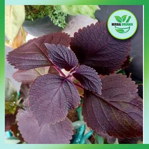 

Daun Miana jawer kotok merah 200 gram herbal ORGANIK