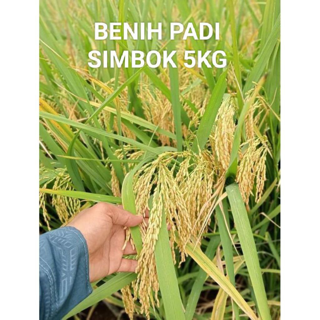 BIBIT PADI IN HIBRIDA SIMBOK ORI