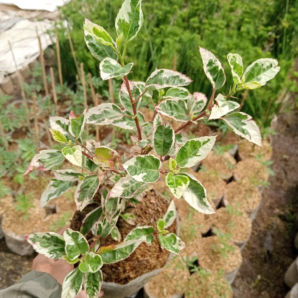 bibit bunga sepatu/kembang sepatu variegata