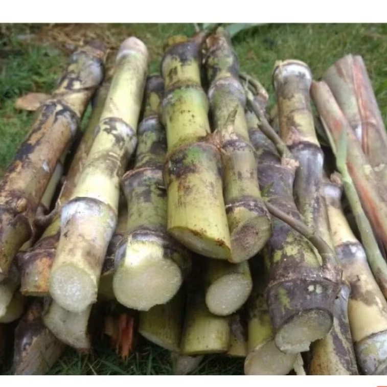 Bibit tebu sayur turubus telor  tebu