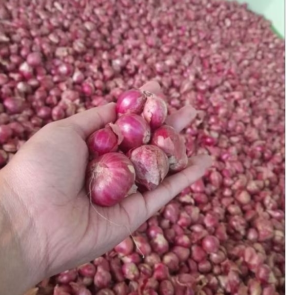 

bawang merah probolinggo ukuran besar kwalitas super 1kg