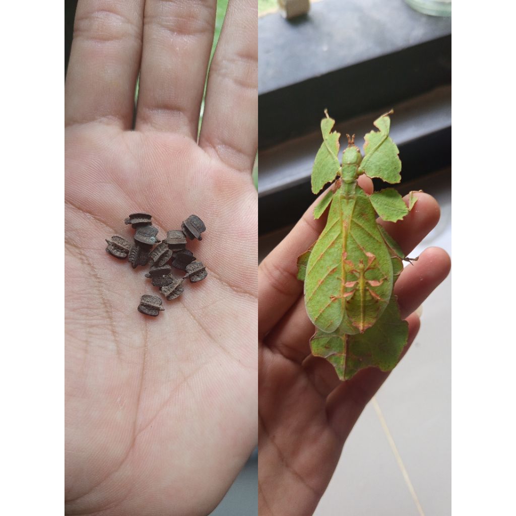 telur belalang daun | pulchriphyllium pulchrifolium