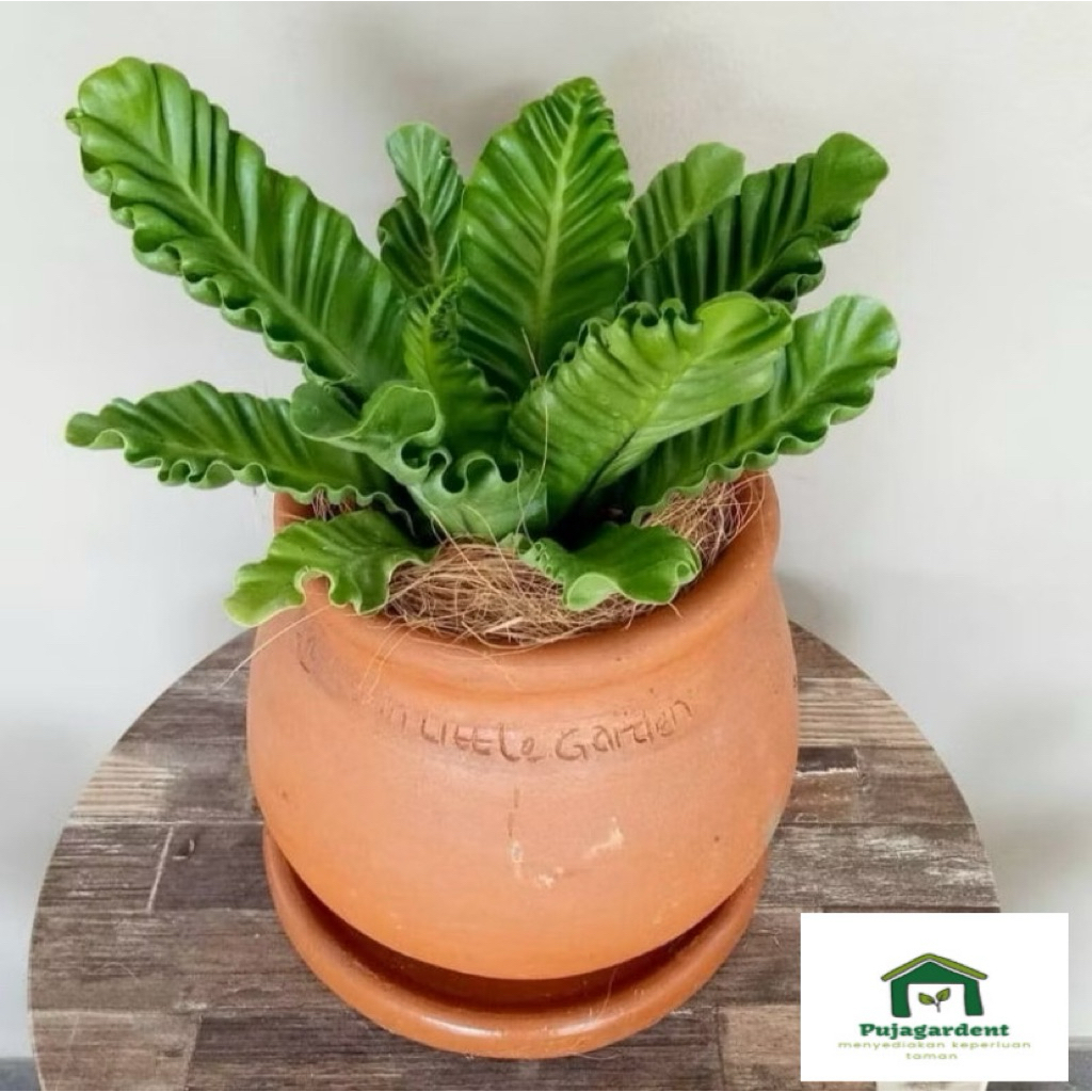 Tanaman Hias Kadaka Lasagna - Kadaka Lasagna - Lasagna