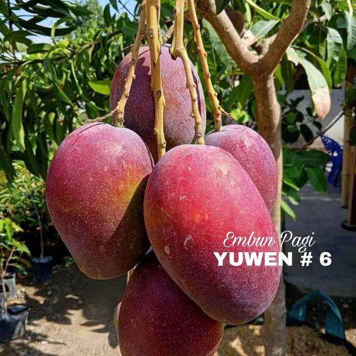 Bibit Mangga Yuwen seri 6 Tinggi 1 meter batang Besar rimbun 100% valid