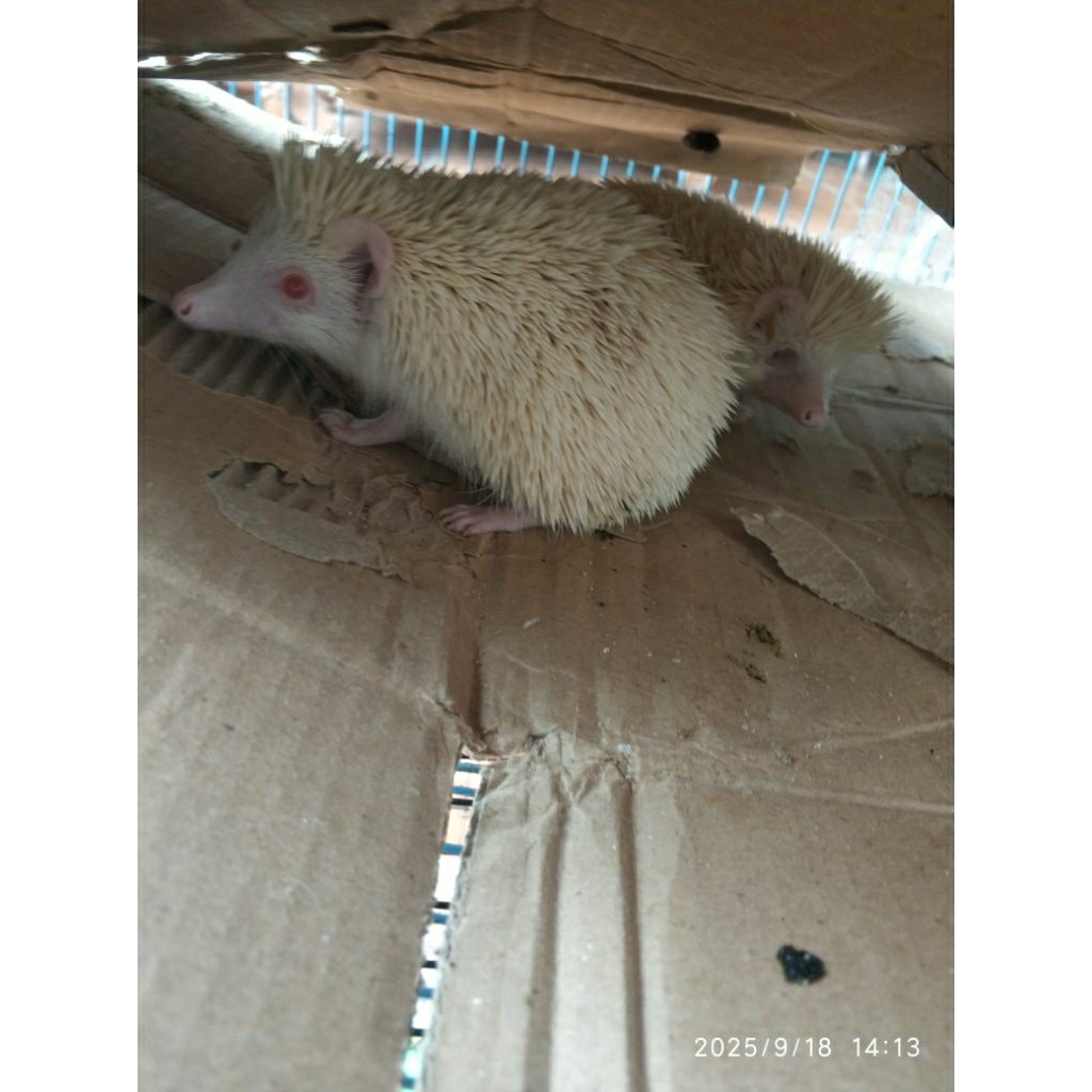 landak mini / landak albino jantan/betina indukan
