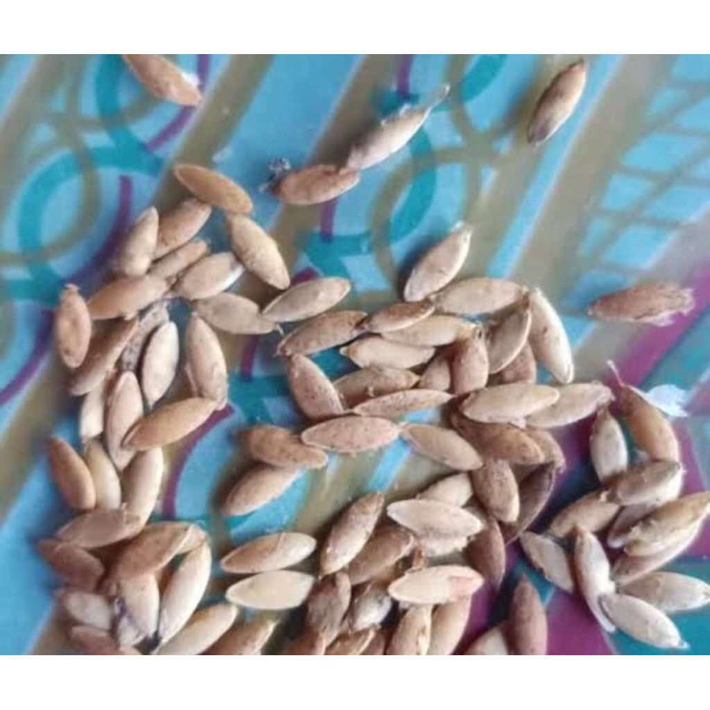 bibit timun suri jumbo