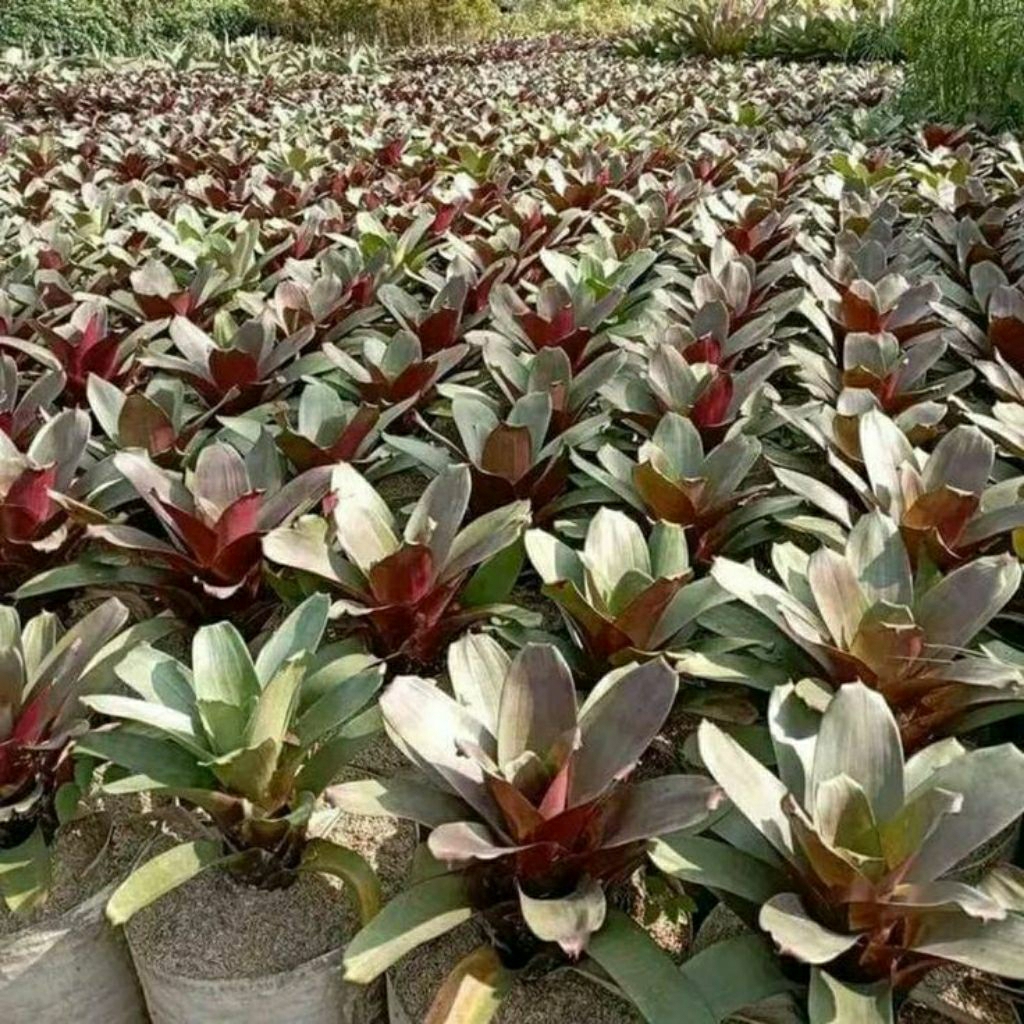 tanaman hias bromelia Giant red sedang