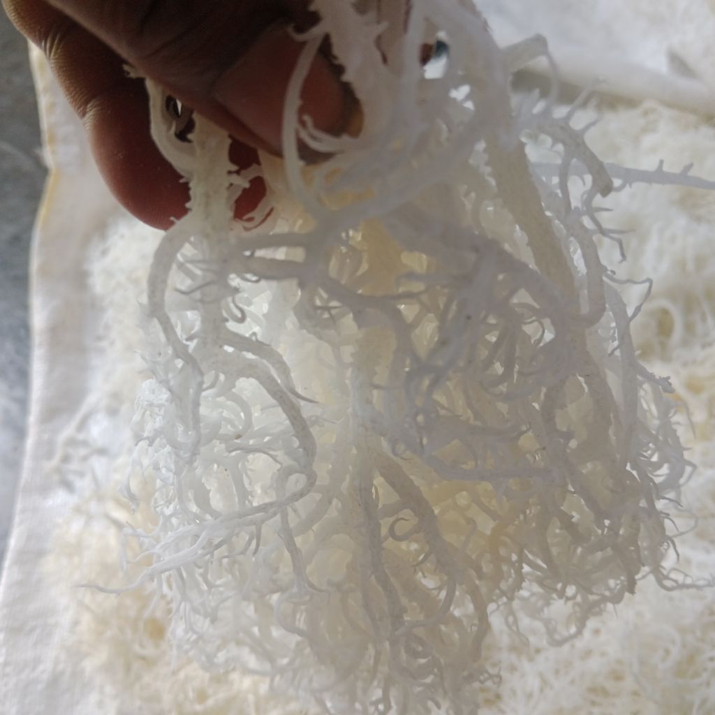1Kg, 2Kg Rumput Laut Sp Putihan Kering