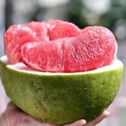 

Jeruk bali Pamelo 1 buah