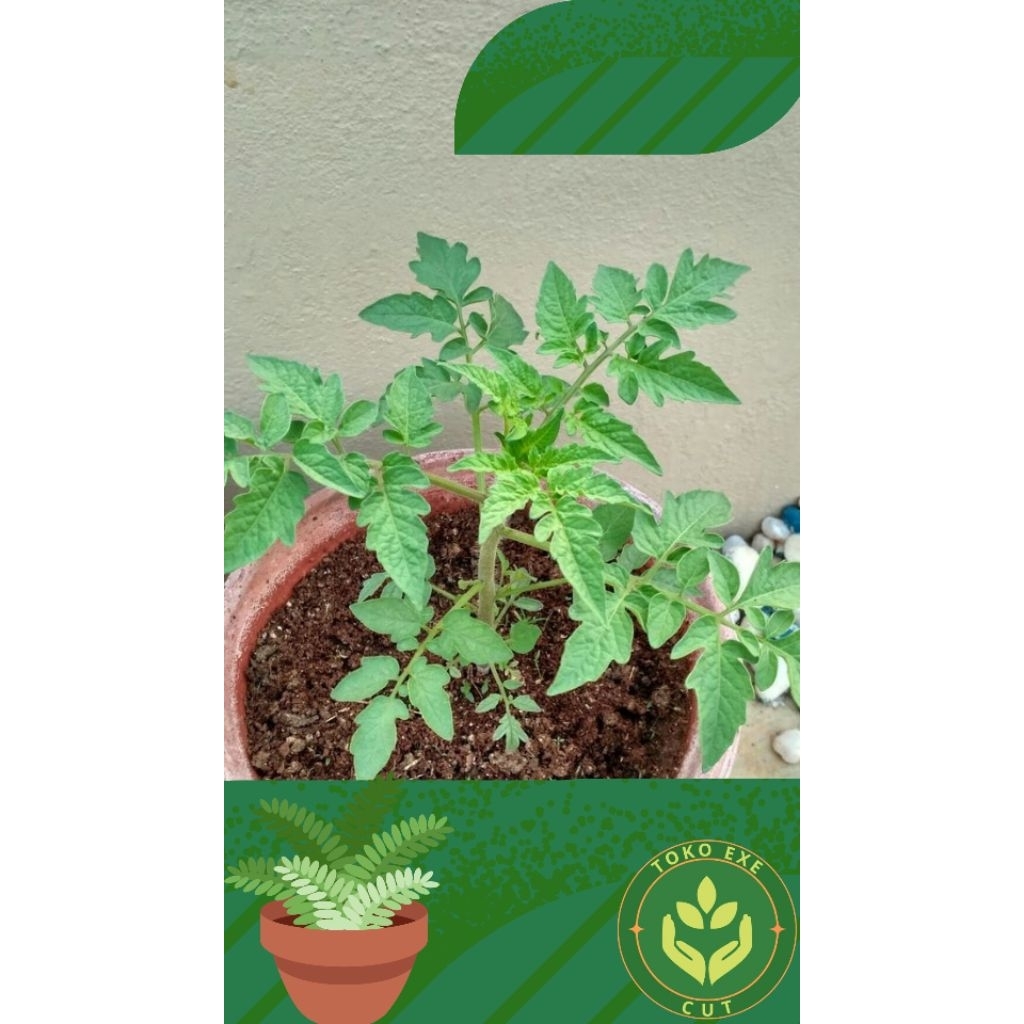bibit tanaman buah tomat siap tanam