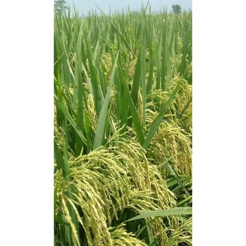 Benih Padi Trisakti Umur Genjah 75 HST 5KG