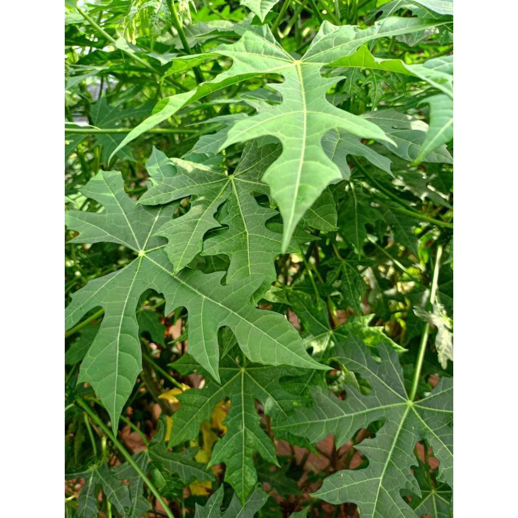 

daun pepaya jepang segar 1kg | untuk sayur rasa tidak pahit