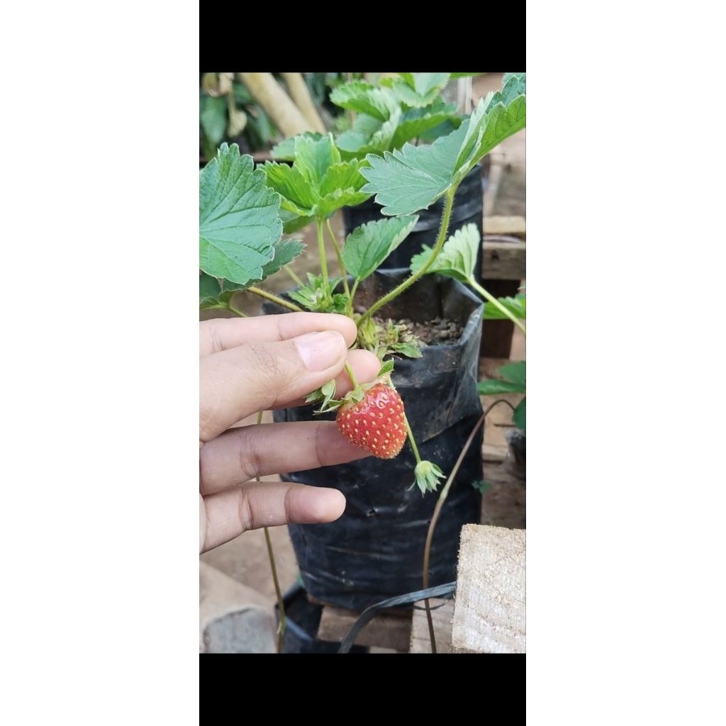 bibit strawberry California jumbo