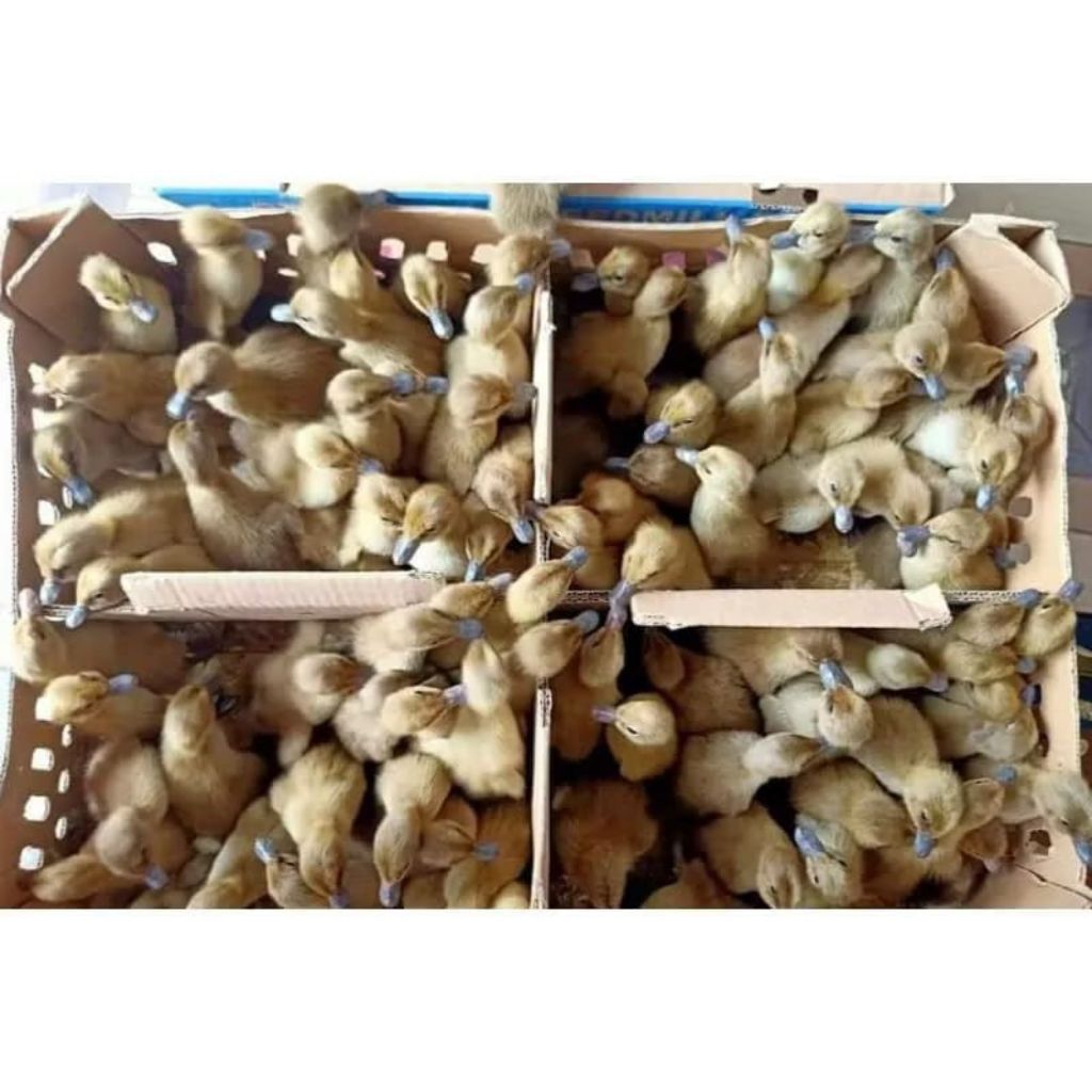 Bebek Lokal Jantan - Bebek Jawa - Dod Bebek Jantan - Bebek Pedaging