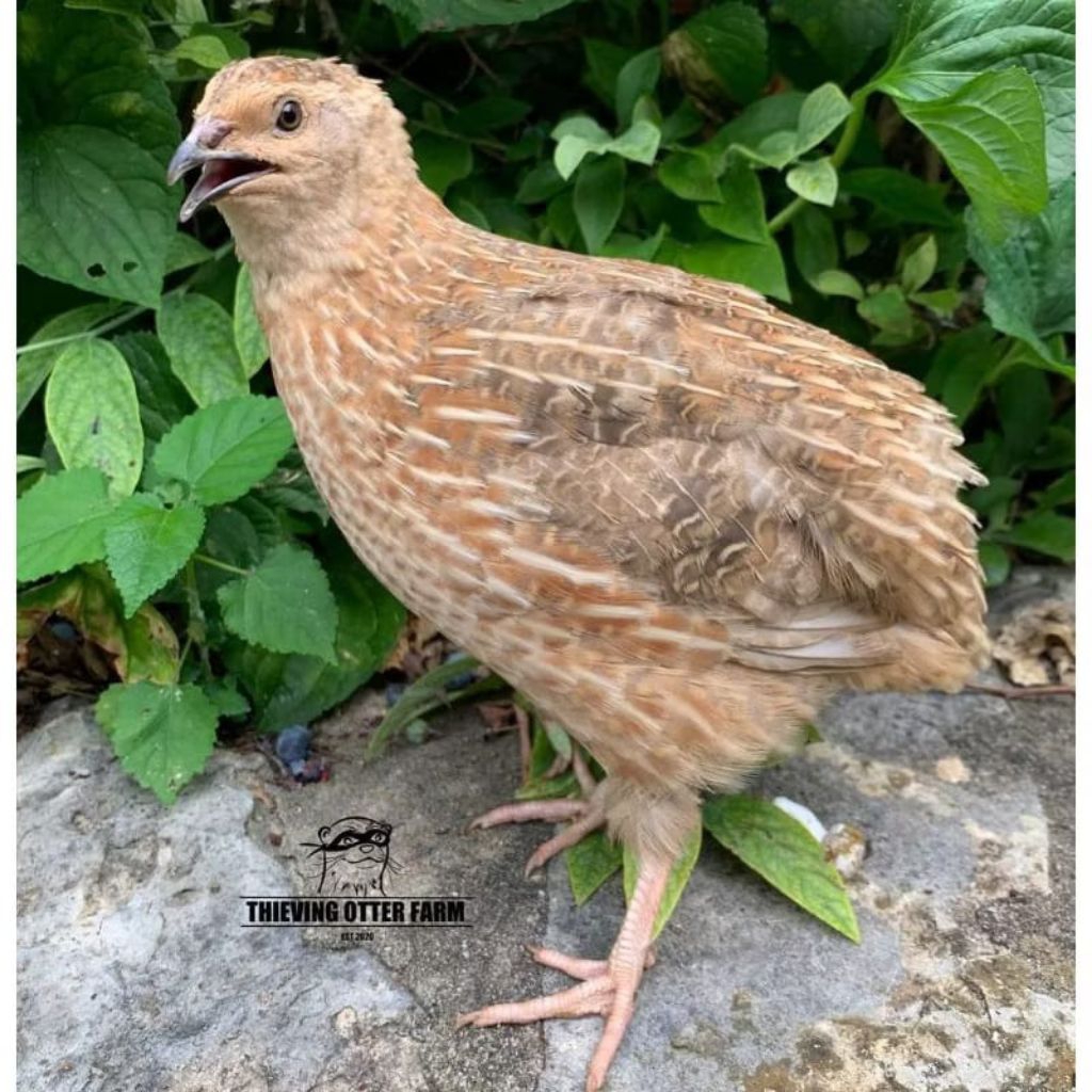Burung Puyuh Afkir - Puyuh Betina Afkir - Puyuh Petelur Afkir