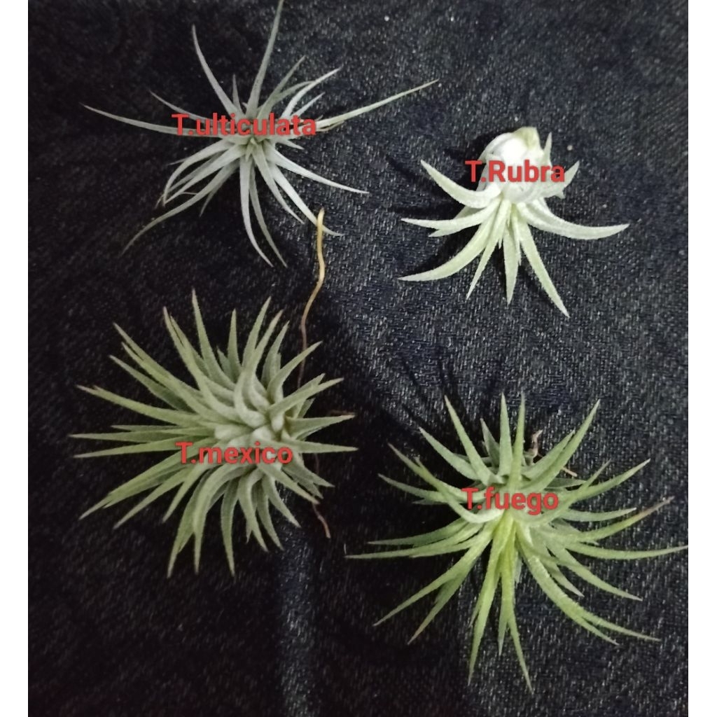 Paket hemat Tillandsia anakan