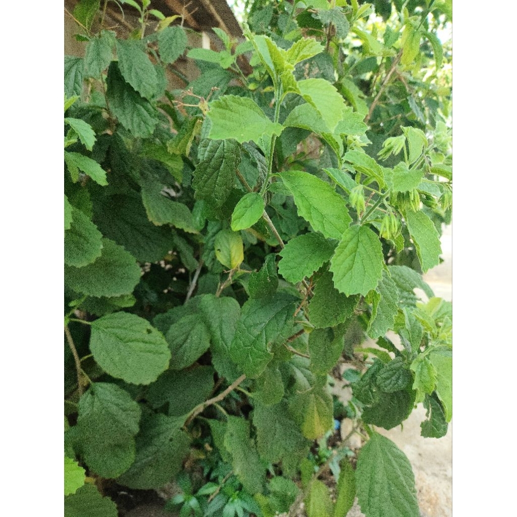 Daun Keji Beling atau Daun Pecah Beling