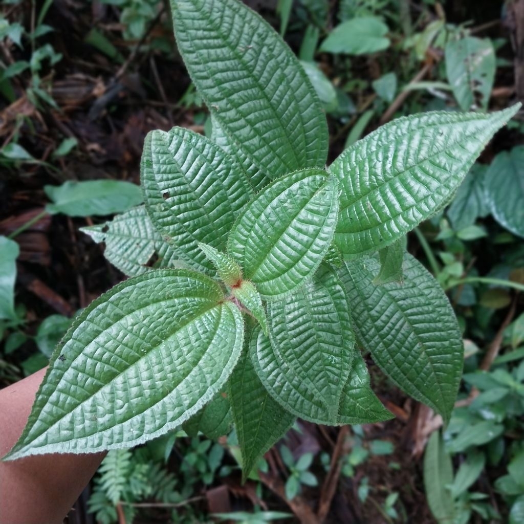 

Daun Harendong Senggani Bulu Segar 500 Gram
