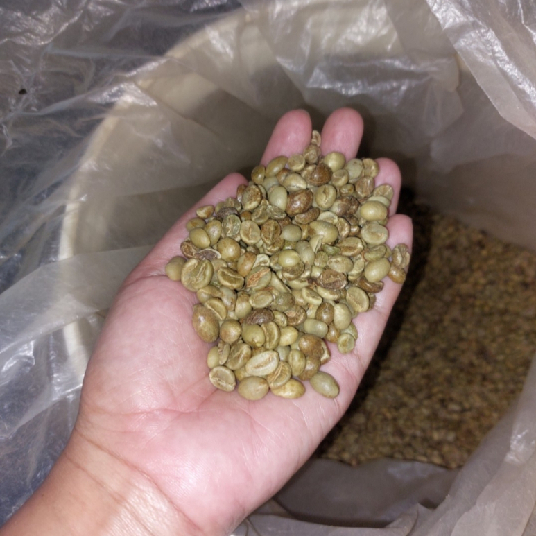 (Biji Kopi) Green Bean Robusta Temanggung Grade Asalan/Commercial