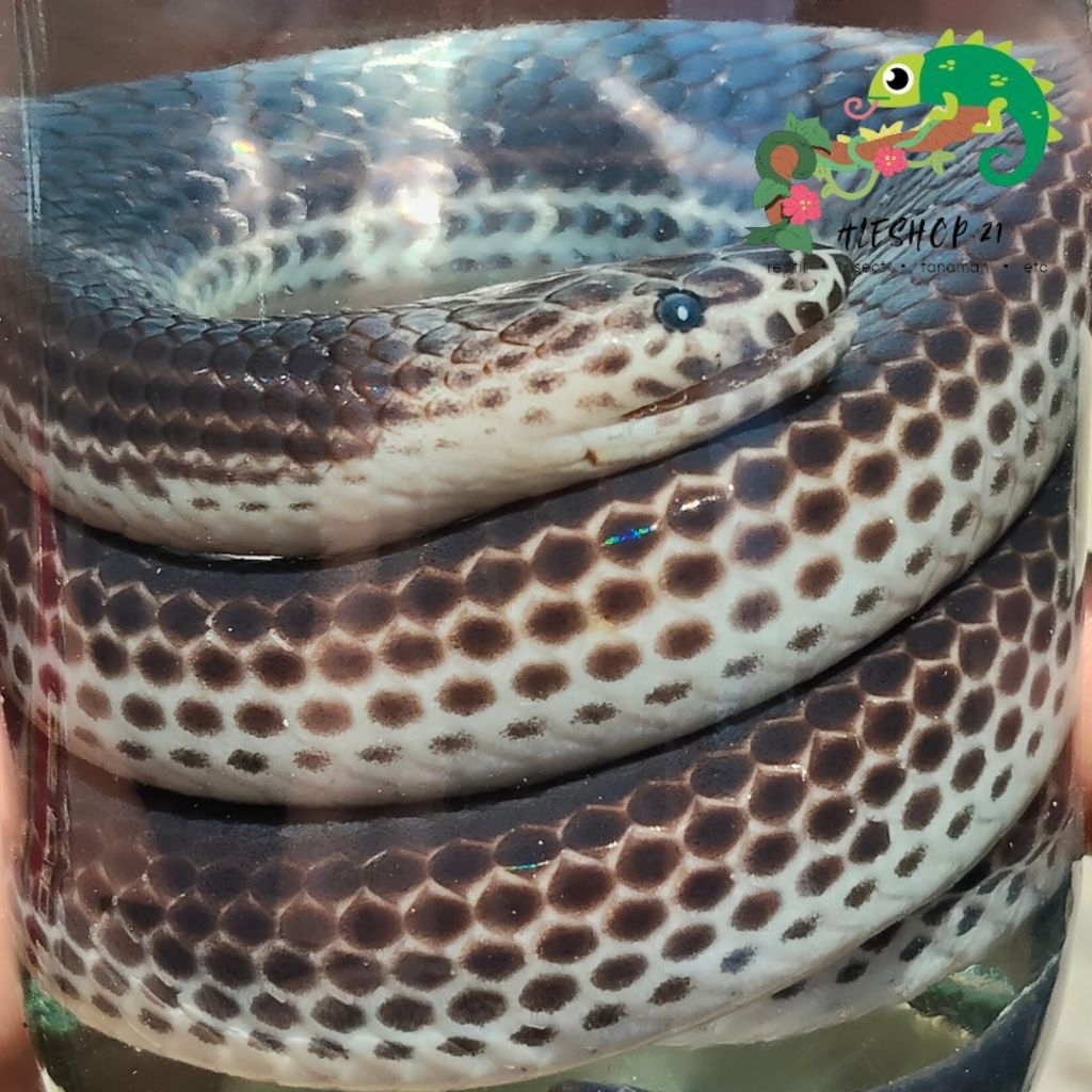 taxidermy awetan basah ular pelangi