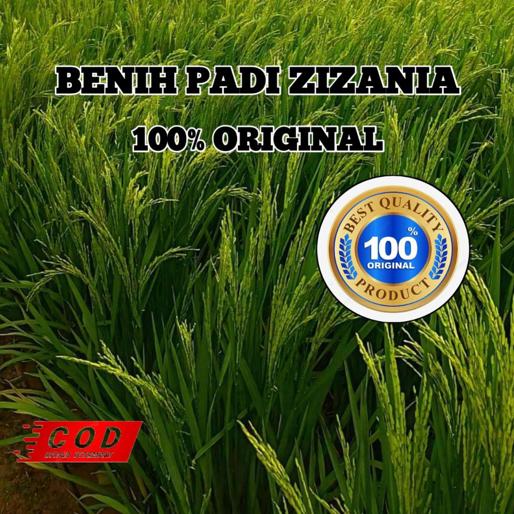 (5KG) BENIH PADI UNGGULAN ZIZANIA