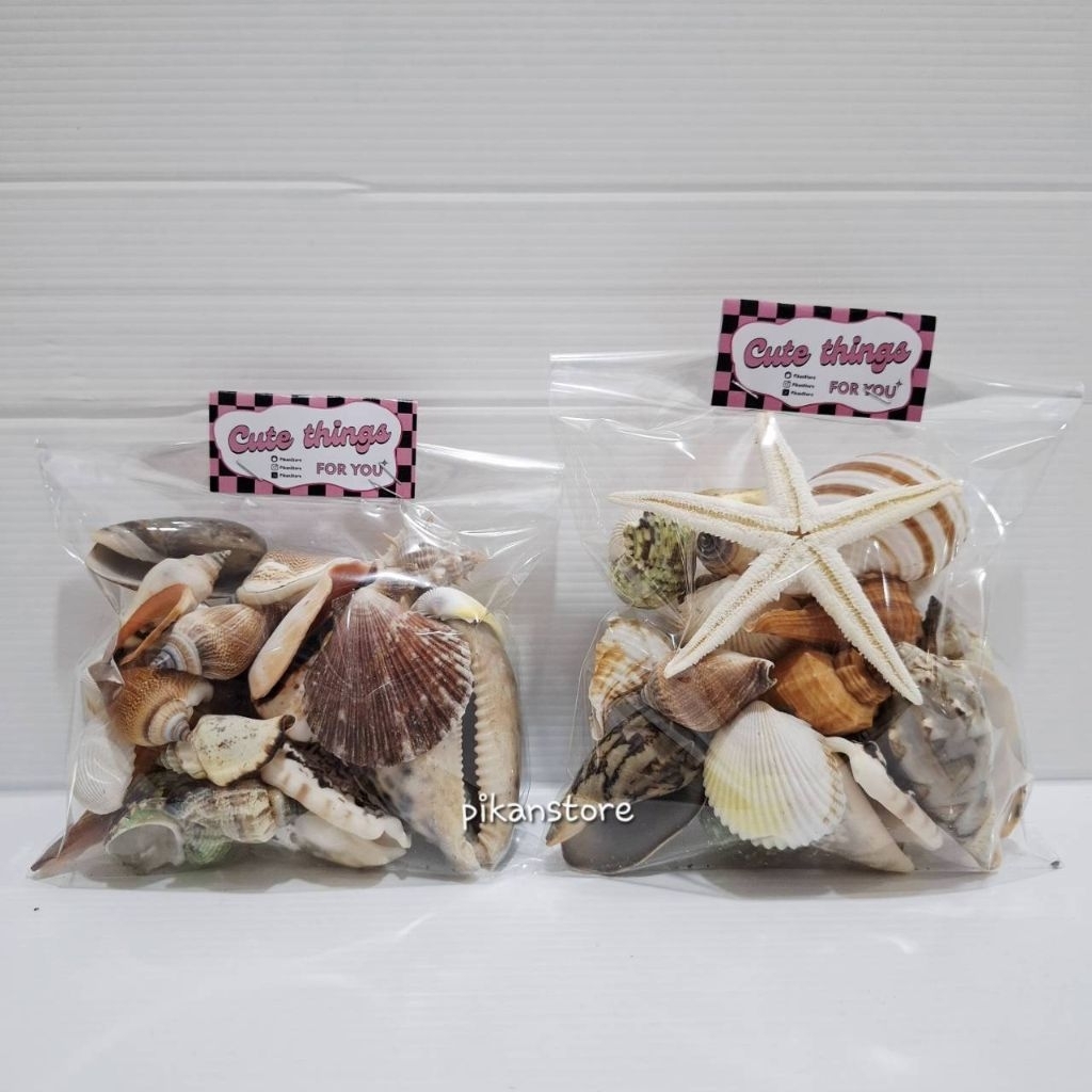 [250Gram] Cangkang Jumbo Besar/ Kerang Pantai Campur Untuk Kerajinan & Prakarya Sekolah DIY Bingkai 