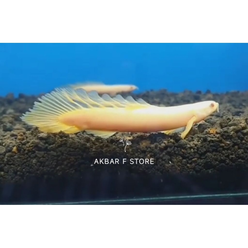 IKAN HIAS Palmas albino size 15cm ± KHUSUS INSTAN