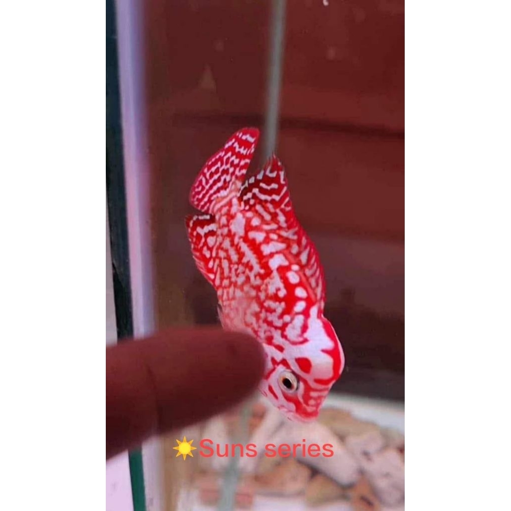 Promo Burayak Kamfa F2 Mongkol Original Grade VIP