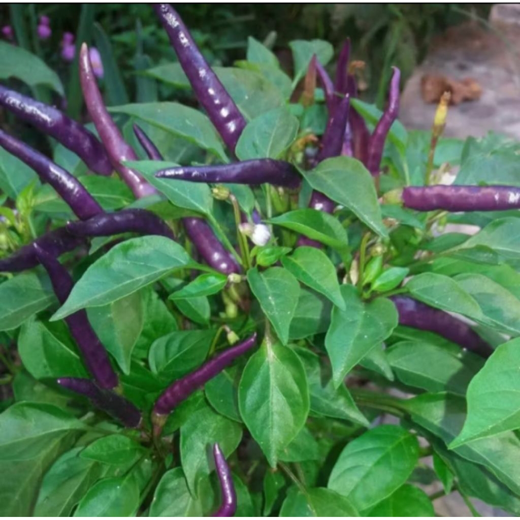 tanaman hias pohon cabe unggu.bibit cabe unggu