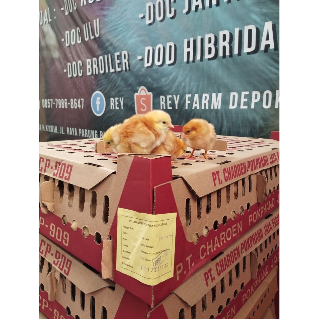 Doc Petelur Super Charoen Pokphand 1 Bok isi 100 ekor