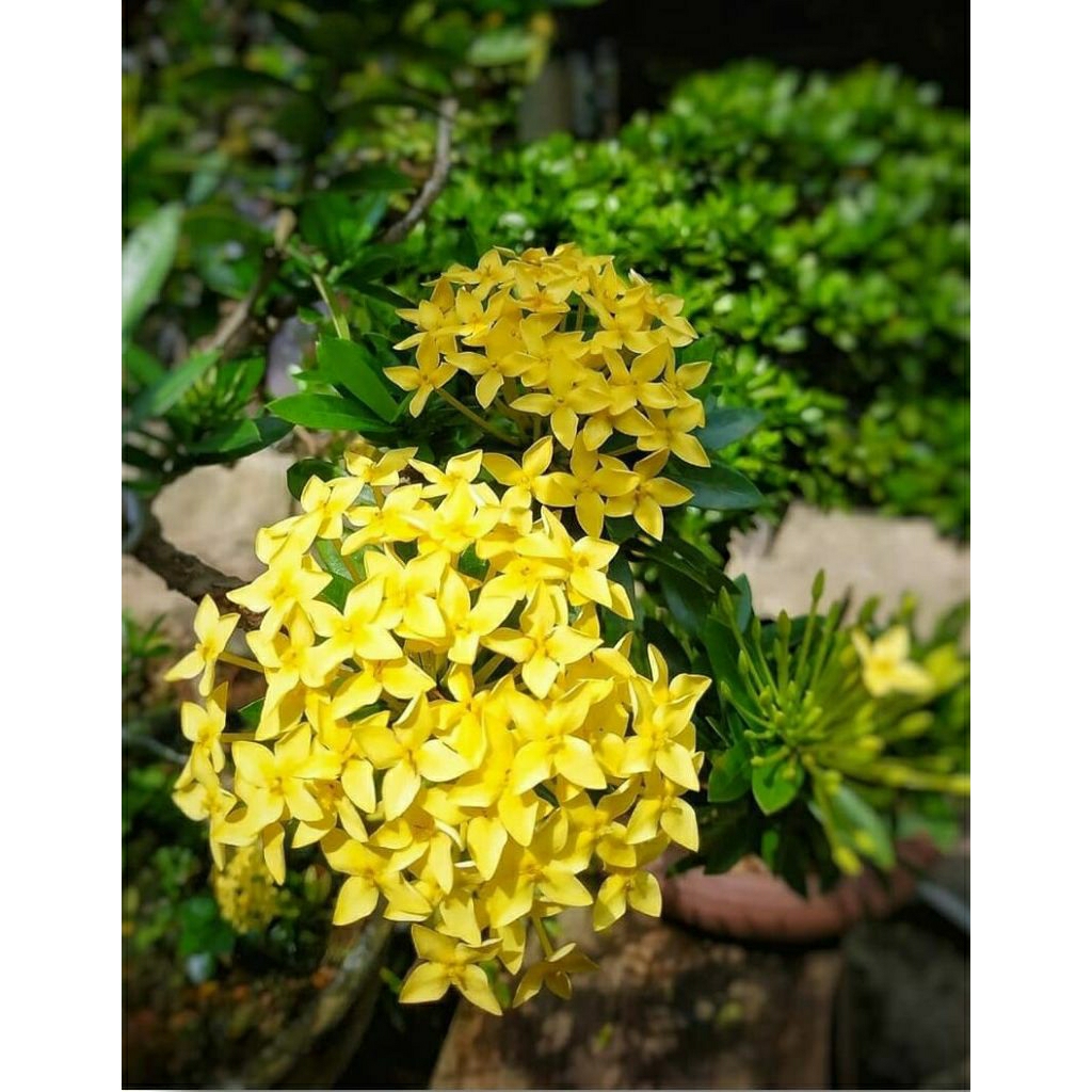 bibit bunga asoka kuning - tanaman hias asoka - bibit bunga