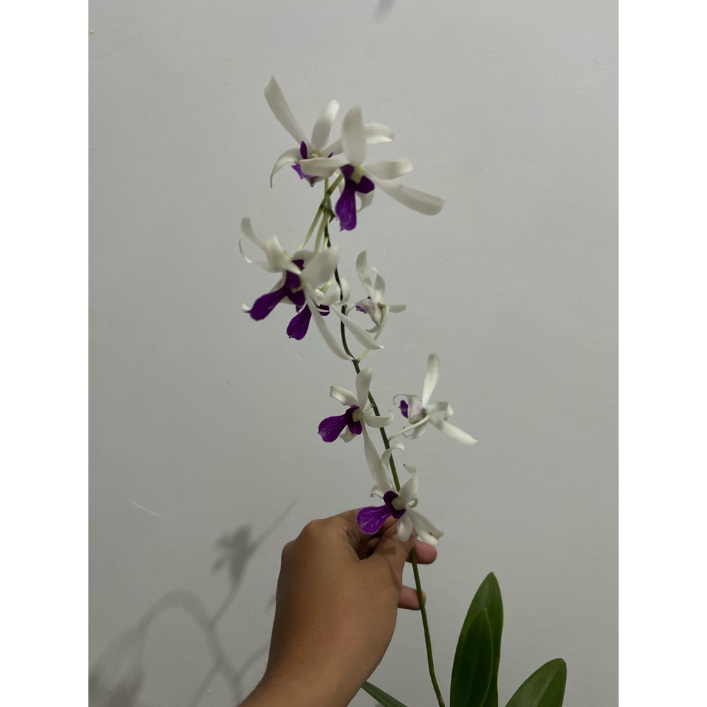 Dendrobium Mesangnil RIMBUN POLL