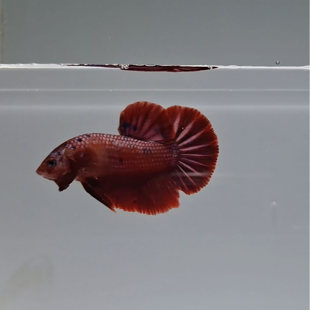 Betta Fish Giant Red Candy Body Only 6cm