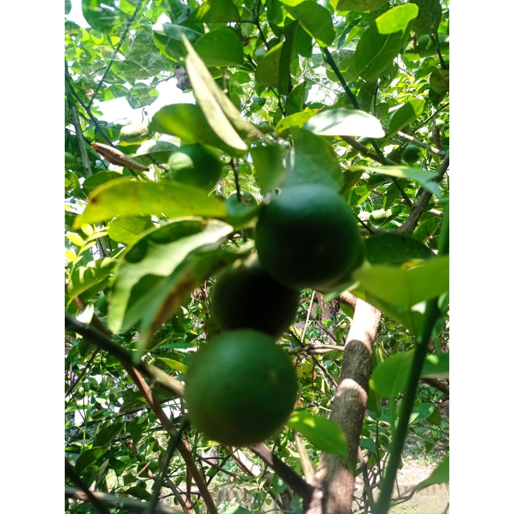 Jeruk nipis fresh 1 kg / Jeruk nipis murah