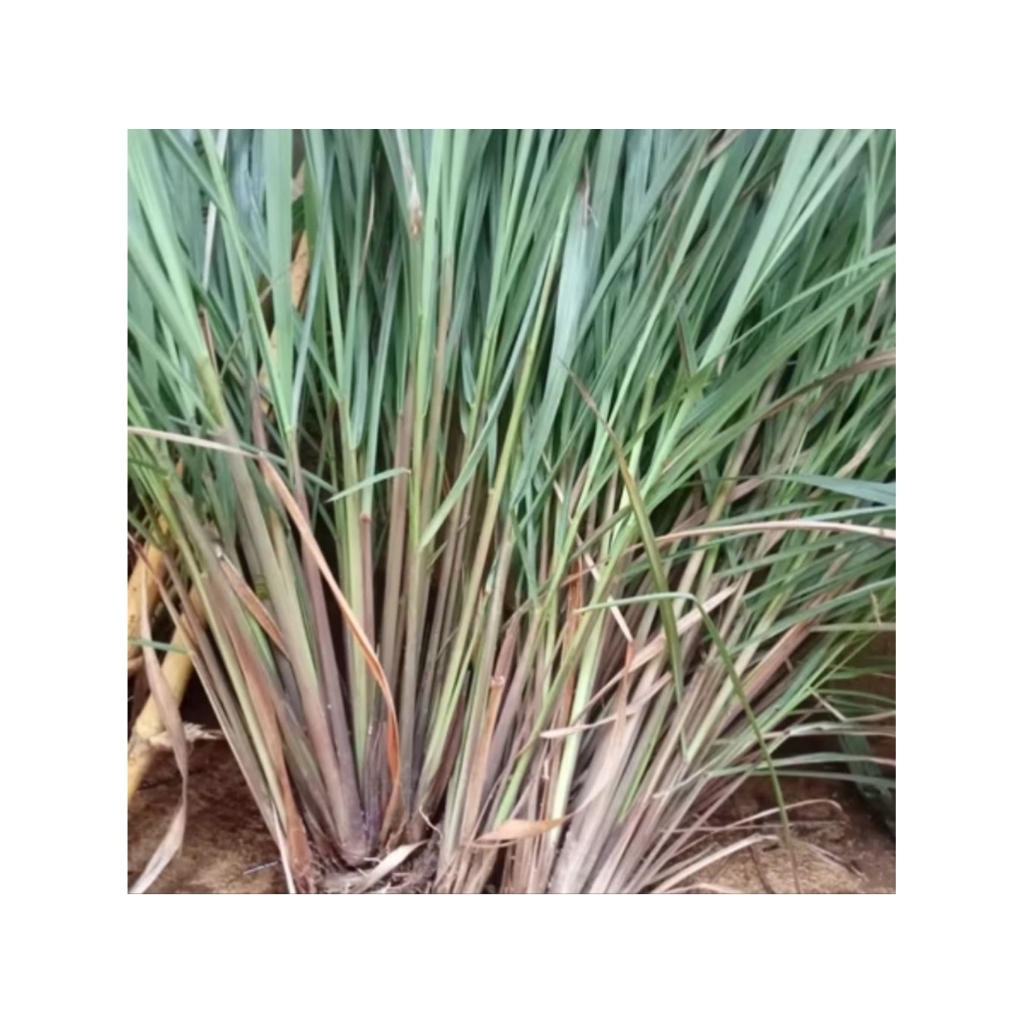 

Serai/Sirih Segar/500g