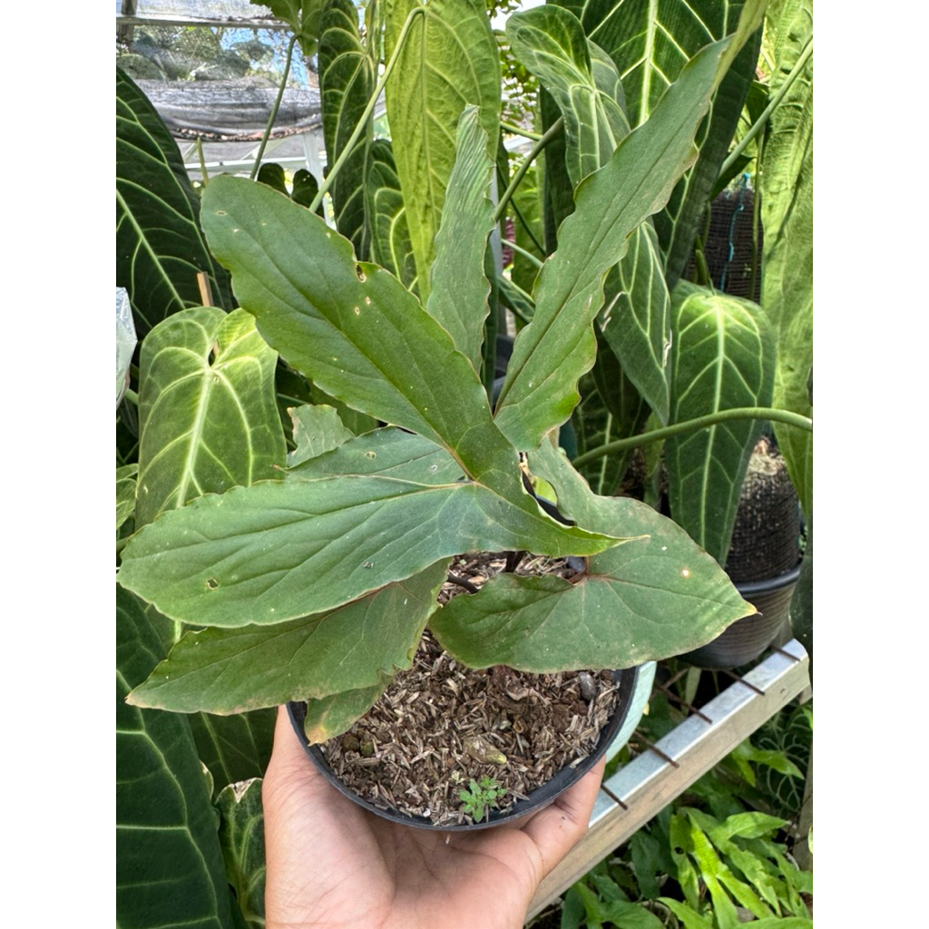 cyrtosperma hambalii ori real pict. bukan lasia