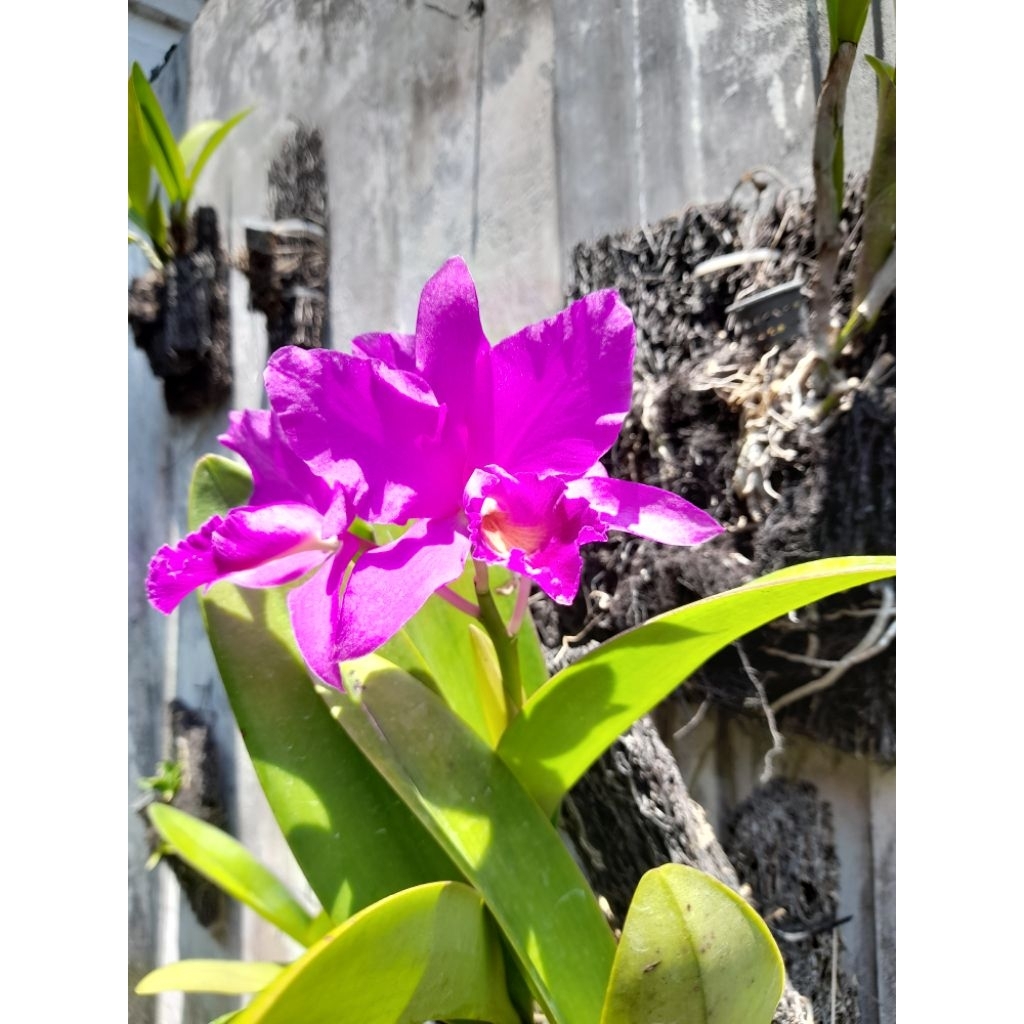 bunga anggrek cattleya