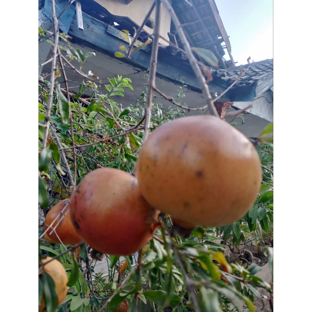 buah delima merah 1 kg