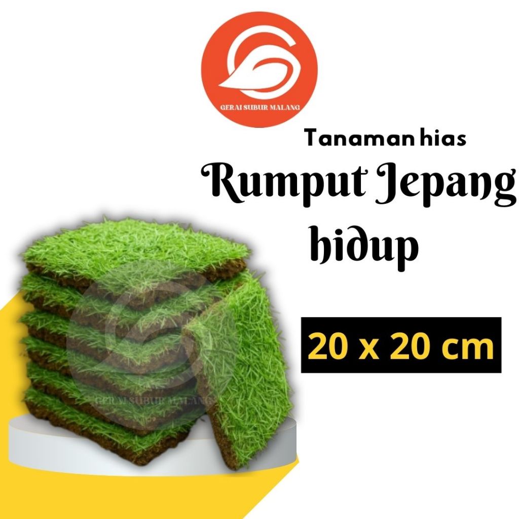 GERAI SUBUR MALANG Rumput Jepang Hidup 20x20 cm Rumput Hias Hijau Segar Untuk Taman / Kuburan