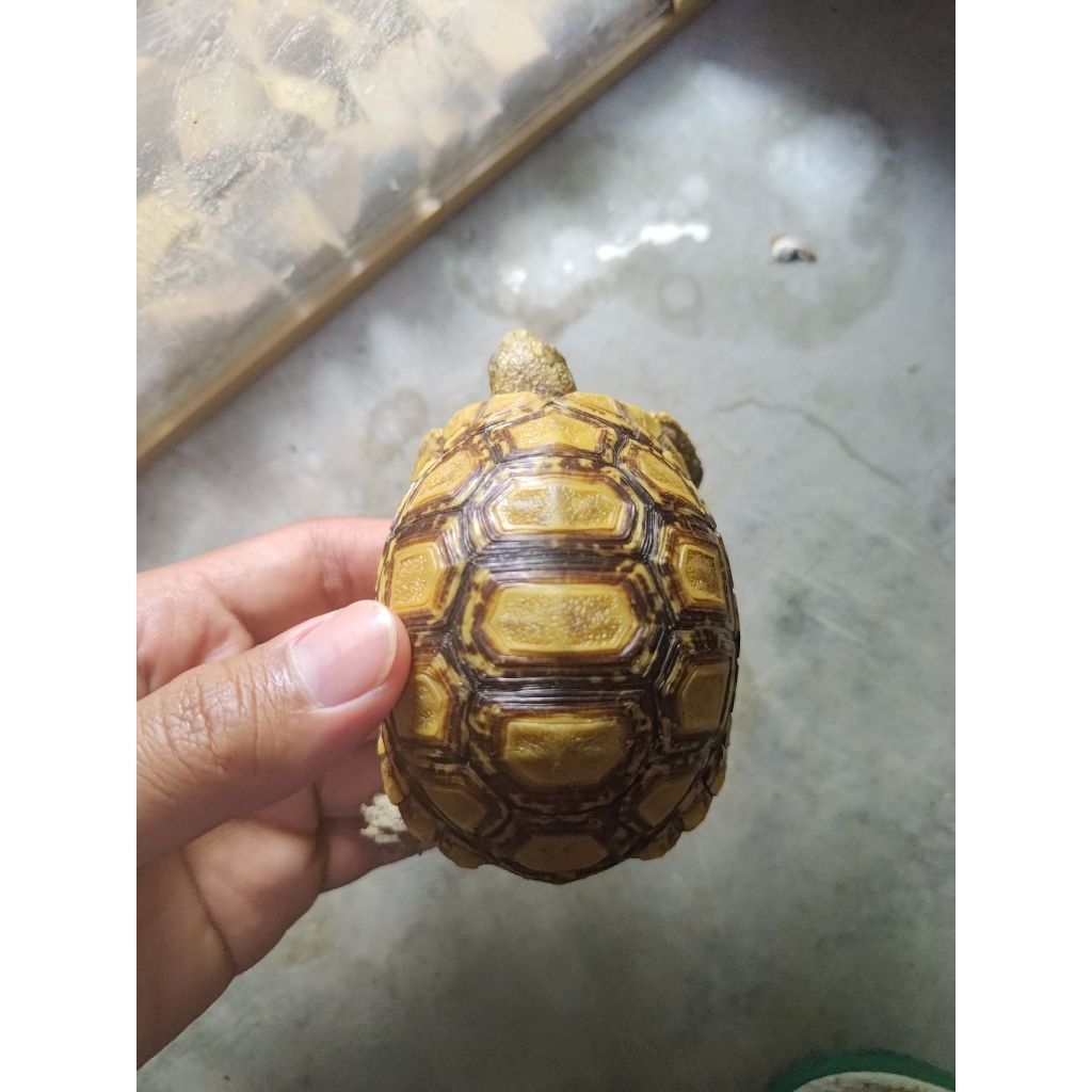 Pardalis Babcocki Pakan