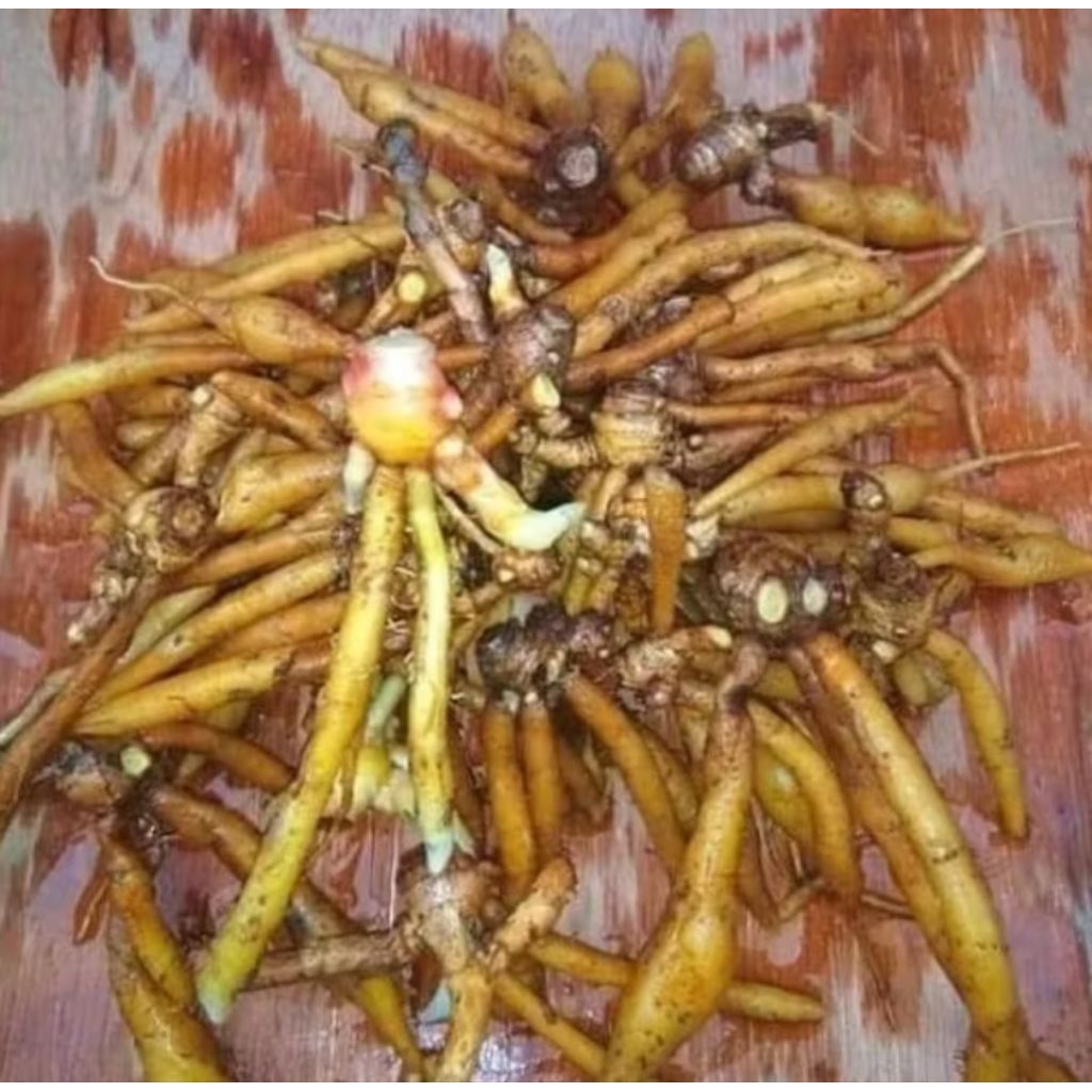 

Temu Kunci Segar /Fresh