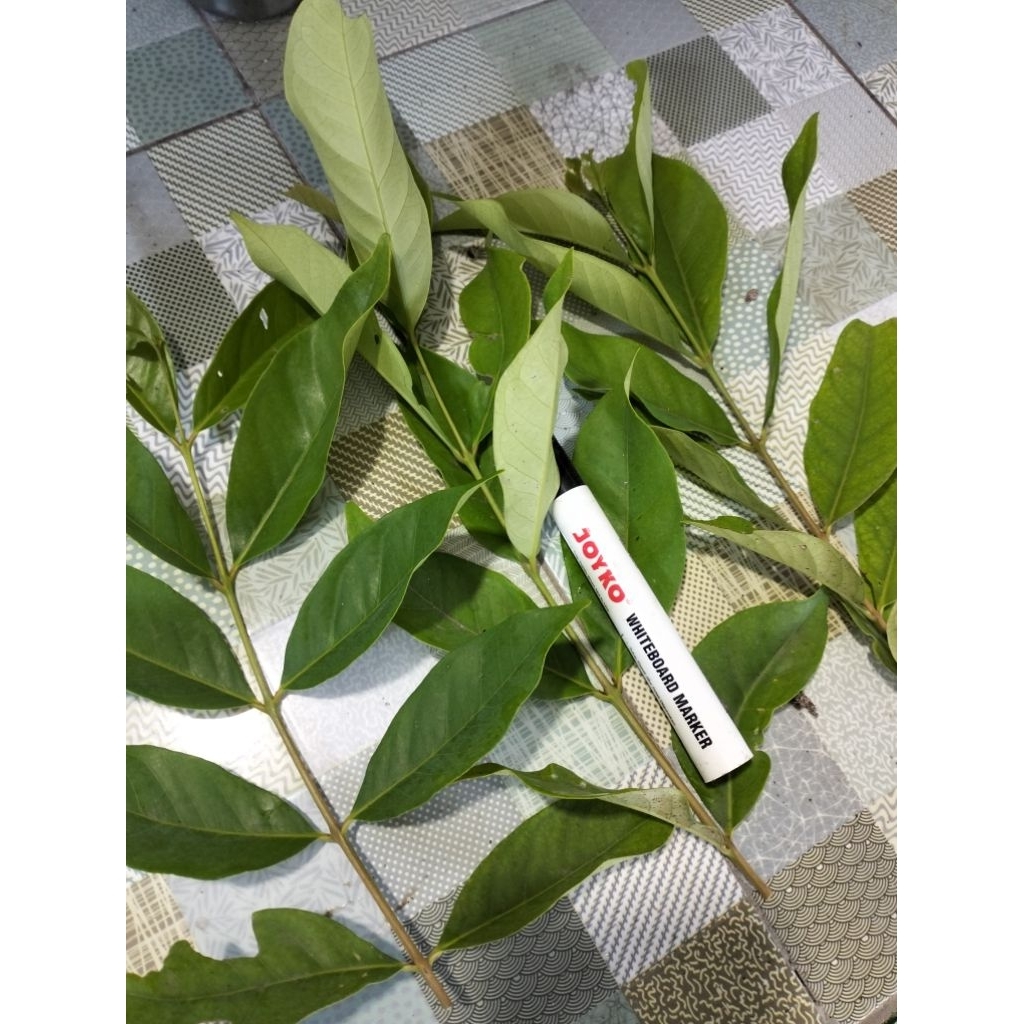 

Daun Salam Potong Tangkai Isi 10 s.d 12 Buah