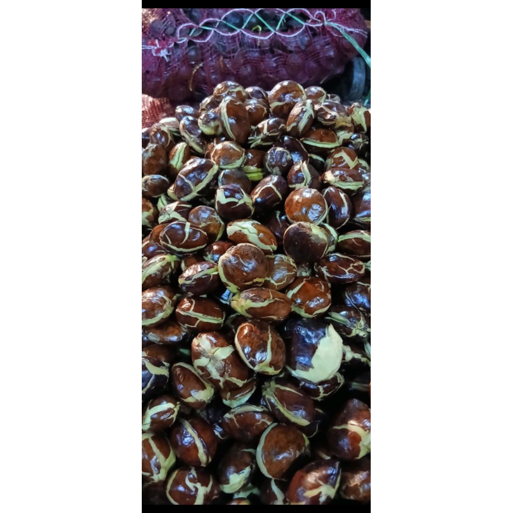 

JENGKOL TUA super kemasan 500 gram