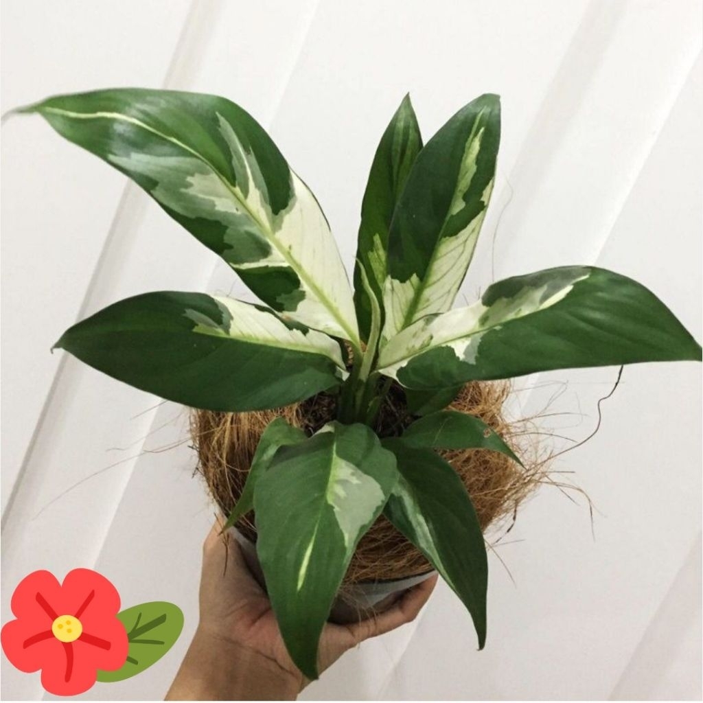 tanaman hias lili peach varigata plus pot hitam