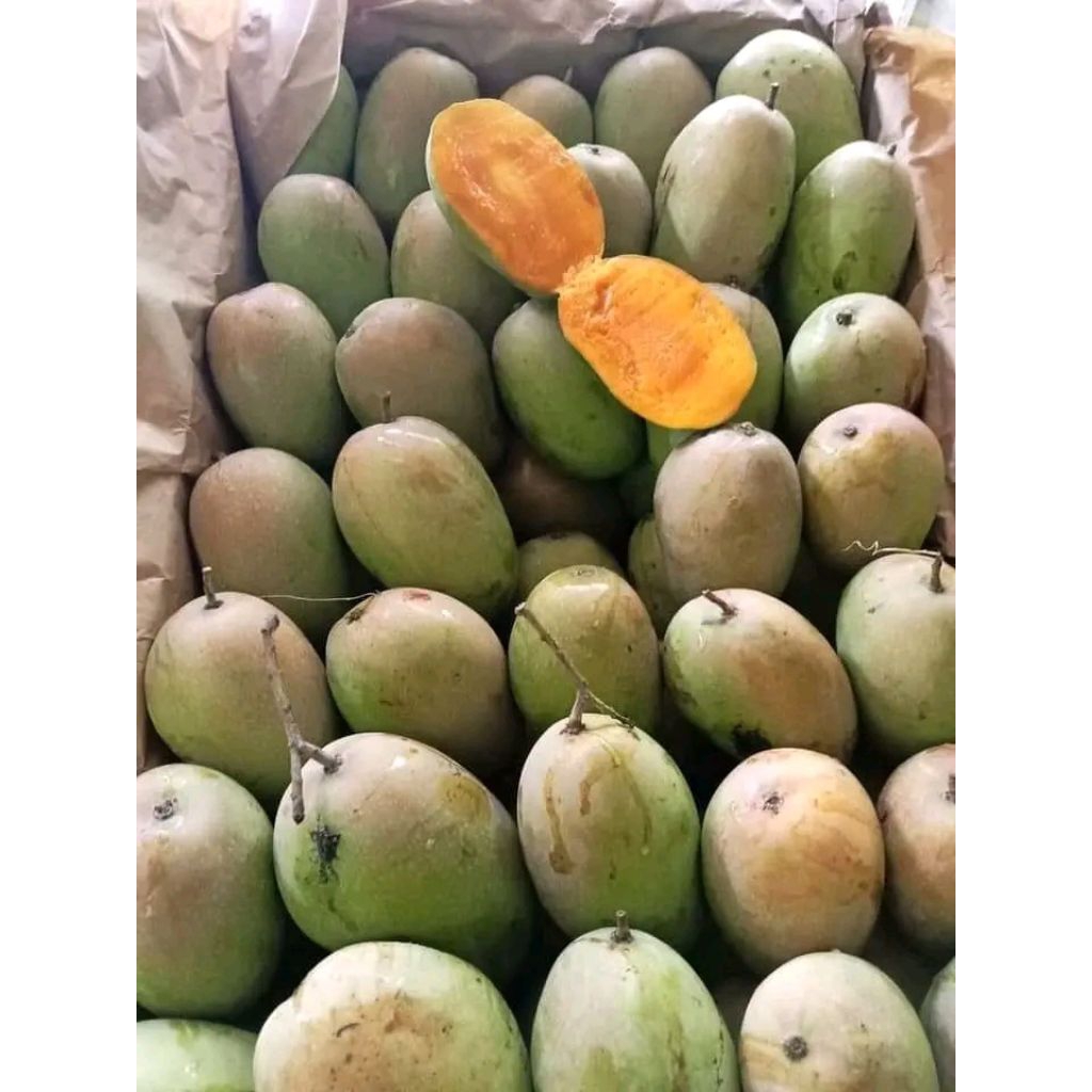

Mangga Jawa Gede