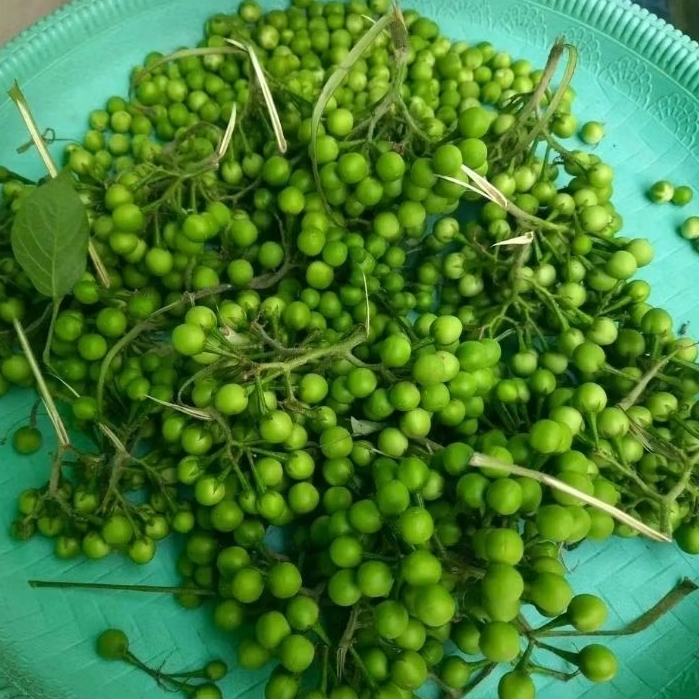 Leunca Segar 1kg - Cocok untuk lalaban