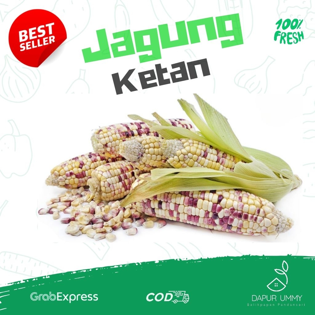 JAGUNG • Buah Jagung Ketan