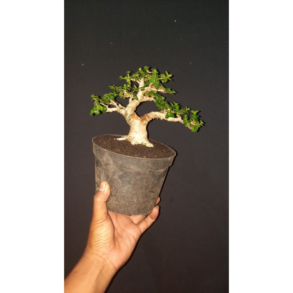bonsai sancang realpict foto asli pohon